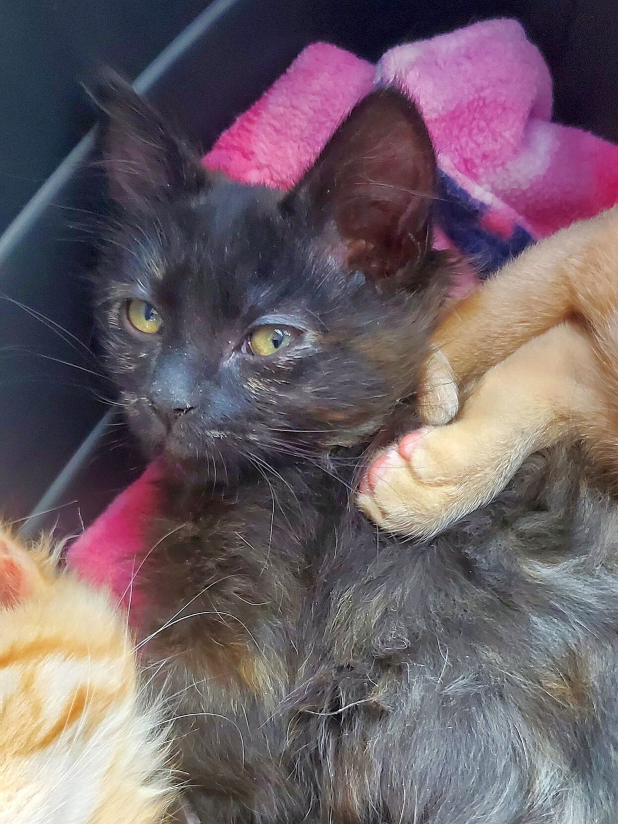 Adopt a Pet | Candy Corn